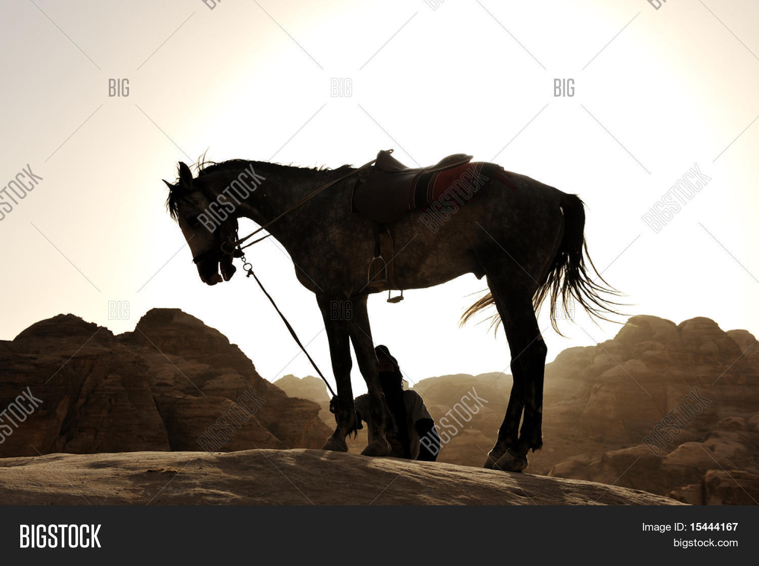 Horse Desert Image & Photo (Free Trial) Bigstock