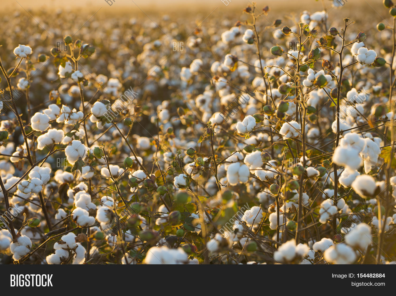 Cotton Field Image & Photo (Free Trial) Bigstock
