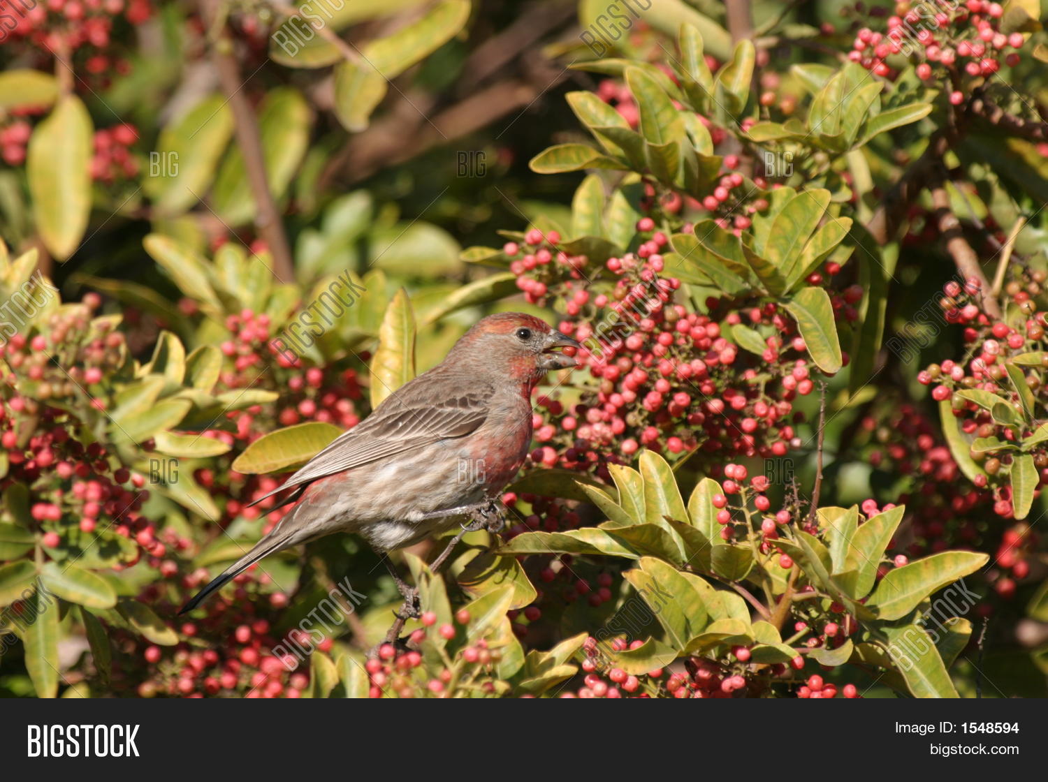 House Finch Eating Image & Photo (Free Trial) Bigstock
