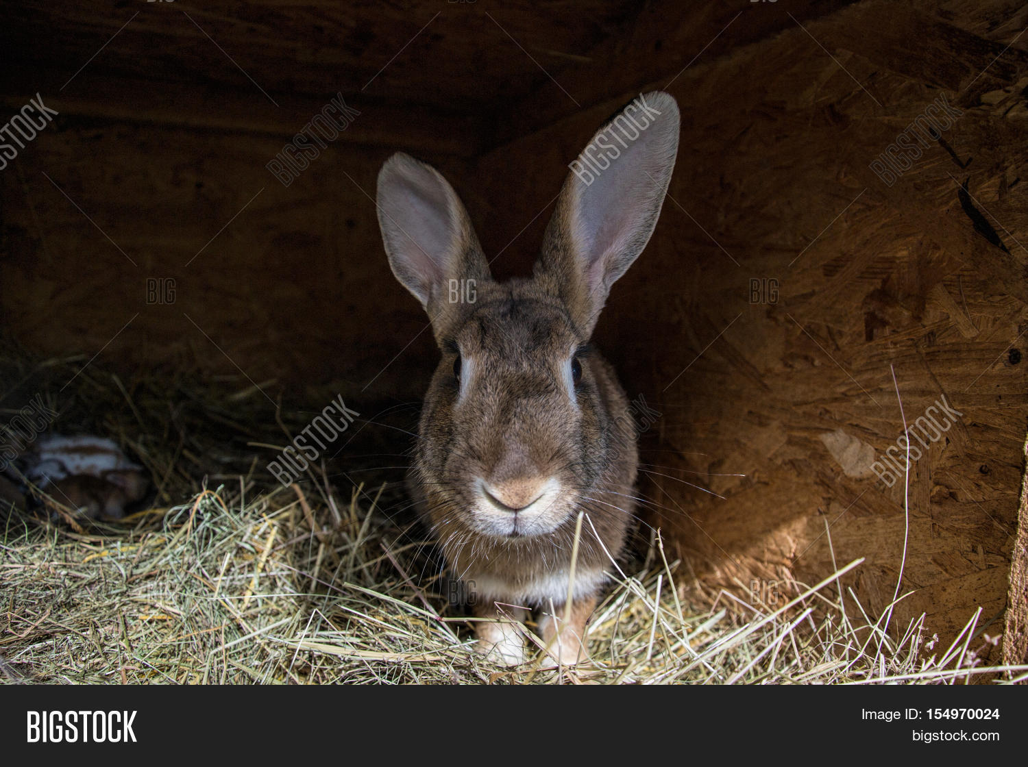 Big Brown Rabbit Shed Image & Photo (Free Trial) | Bigstock