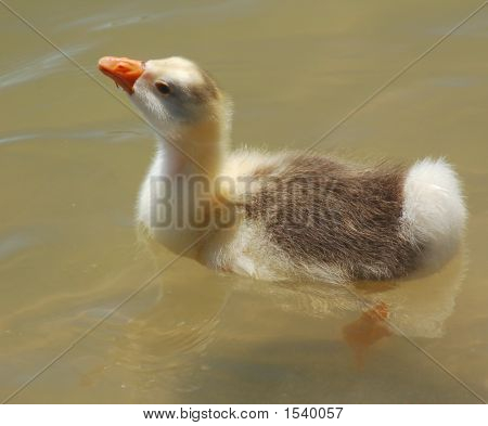 Gosling