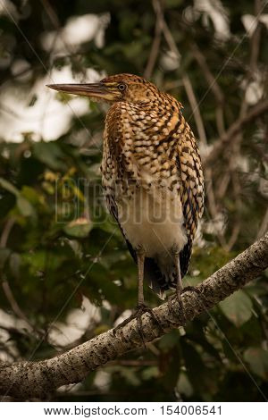 Rufescent Tiger Heron On Branch In Profile