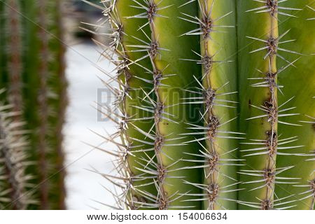 A large cactus from Cyprus photo for yiu
