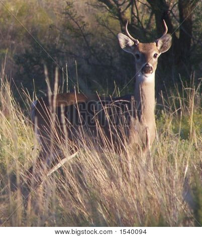 Whitetail Deer