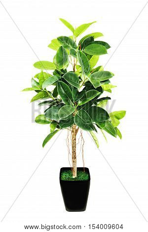 Ficus elastica Indian Rubber Bush in black flowerpot on white background.