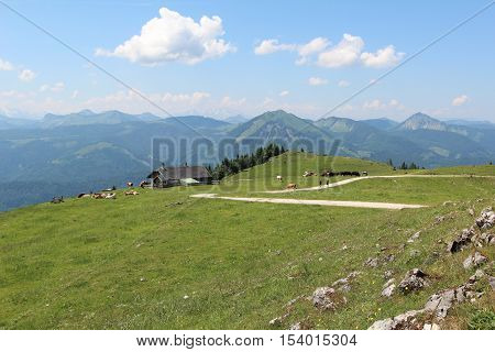 Schafberg, Austrian Alps / Colorful species in the area of Schafberg (Austria)