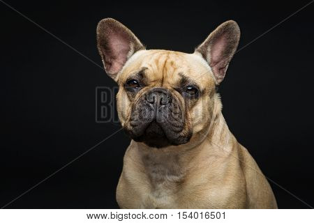 Portrait of beautiful young French buldog girl dog over black background. Studio shot. Copy space.