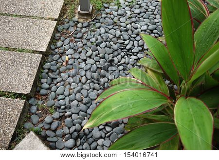 PEBBLE STONES IN THE GARDEN WITH PLANT