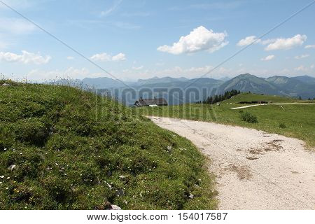Schafberg, Austrian Alps / Colorful species in the area of Schafberg (Austria)