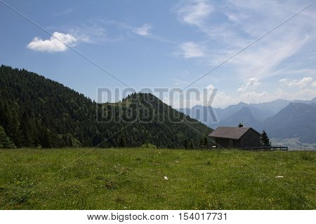 Schafberg, Austrian Alps / Colorful species in the area of Schafberg (Austria)