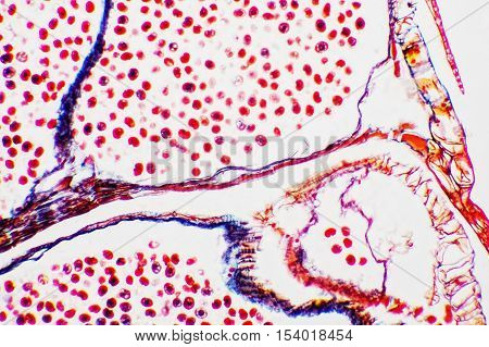 science background- oary and ovule. Microscopic- micrograph of a plant cell. Photo micro sections with high magnification with light microscope
