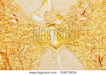science background- oary and ovule. Microscopic- micrograph of a plant cell. Photo micro sections with high magnification with light microscope