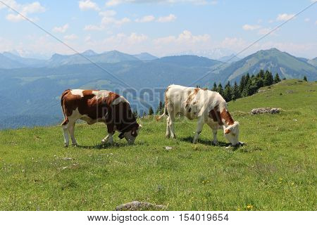 Schafberg / cows on pasture in the mountains