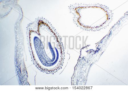 science background. Microscopic- micrograph of a plant cell. Photo micro sections with high magnification with light microscope