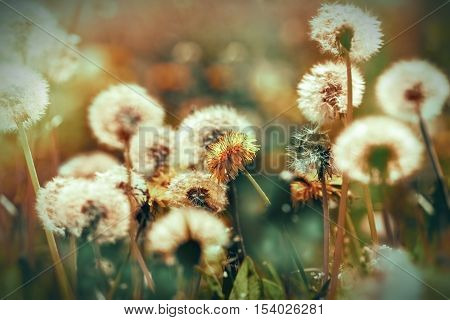 Selective focus on dandelion flower and dandelion seeds in background