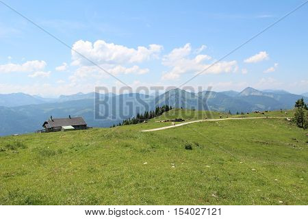 Schafberg, Austrian Alps / Colorful species in the area of Schafberg (Austria).