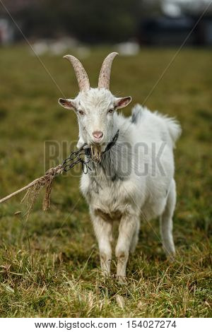Goat grazing on field. Farm subsistence farming. Autumn.
