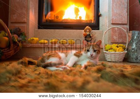 Red cat is basking by the fireplace in the cozy room. Burning fire.