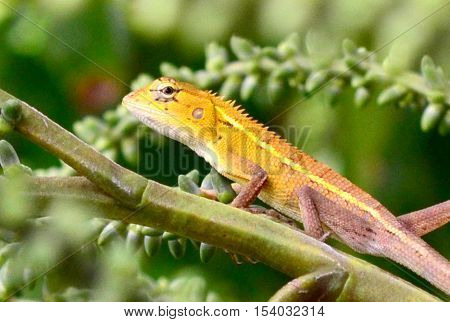 Gecko on a green leaf palm in forest Tailand