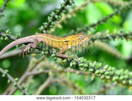 Gecko on a green leaf palm in forest Tailand