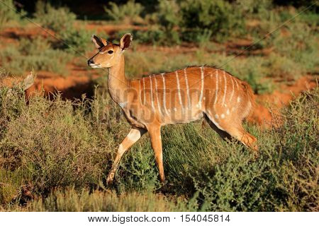 Female Nyala antelope (Tragelaphus angasii) in natural habitat, Mokala National Park, South Africa