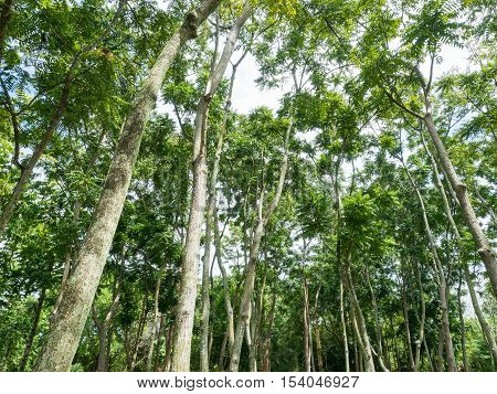 The big tall green trees, sunny, forest