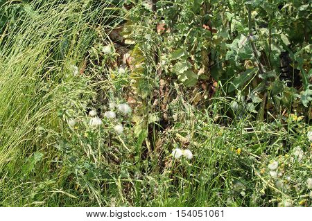 Extremely tall overgrown grass with faded thistle and other weeds with rusty wheelbarror in the middle of wild bush