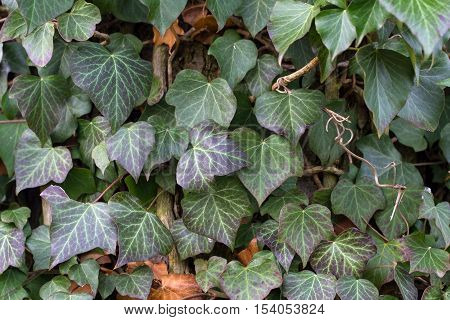 Ivy / Ivy - creeping shrubs clinging to their adventitious roots of the walls, tree trunks, and so on.
