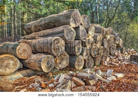 old logs from fallen trees in a danish woods.