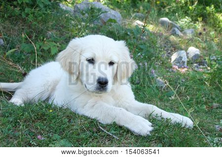 white puppy dog in the garden home