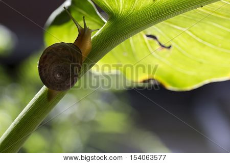 slug walking on the stem of a green leaf