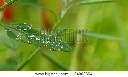 Water droplets on a leaf with green background