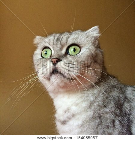 Scottish fold cat portrait sight cute animal taddy color