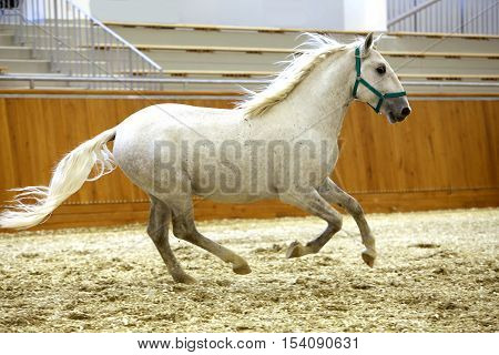 Thoroughbred lipizzaner runs alone empty riding hall. Young purebred lipizzan breed horse canter alone