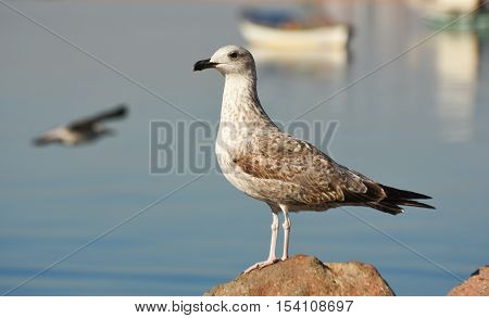 Seagull standing on a rock near the sea.