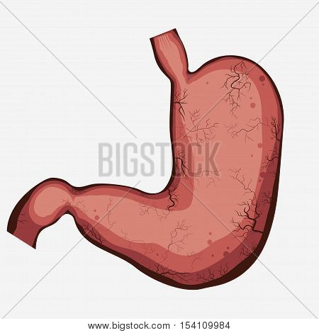 Stomach vector digestive diagram set, human anatomy image. Illness respiratory graphics. Vector