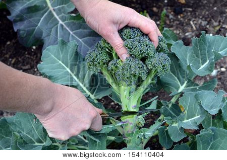 Fresh Broccoli Plant In The Garden