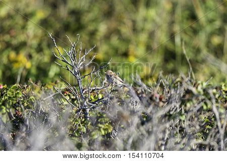 Field Sparrow perched in bushes along seashore
