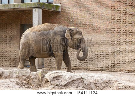 Asian Elephant (Elephas maximus) in a Zoo