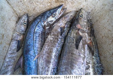 Frozen freshfish market ready to sale.Sea bream fish on ice. Fresh fish on ice for sale at market.