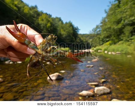 European Broad-fingered Crayfish