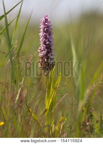 Early Marsh Orchid Flower In Natural Grassland