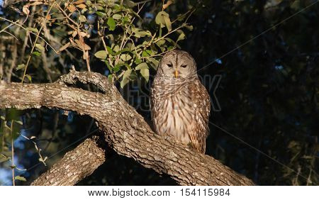 Barred Owl sitting on tree limb posing for me.