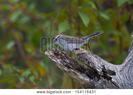 Bewick Wren on old dead tree in woods.