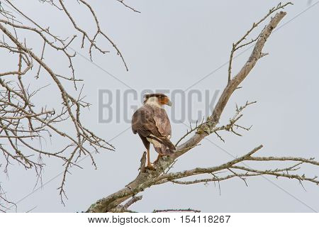 Crested Caracara resting in tree in South Texas.  This is the Mexican National Bird.