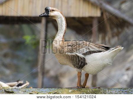 Image of greylag goose on nature background.