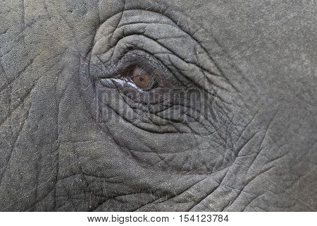 Close-up of an asian elephant's eye and face in thailand.