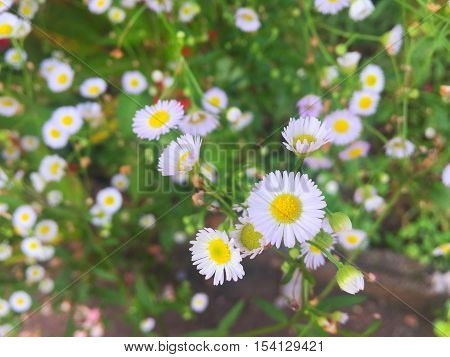 A little white flower with close up shot.