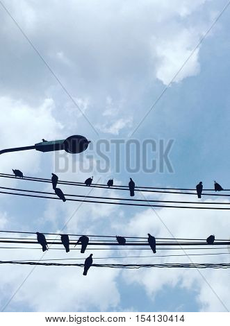 A birds holding on wire with clear sky background.