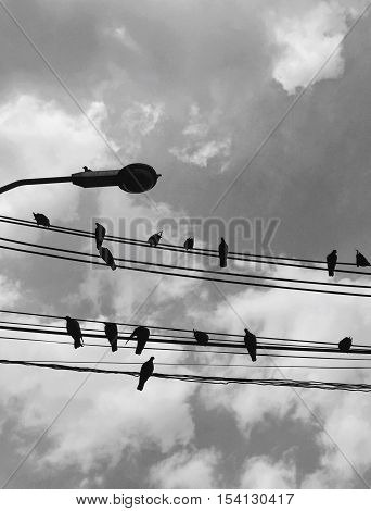 A birds holding on the electric line with black and white color.